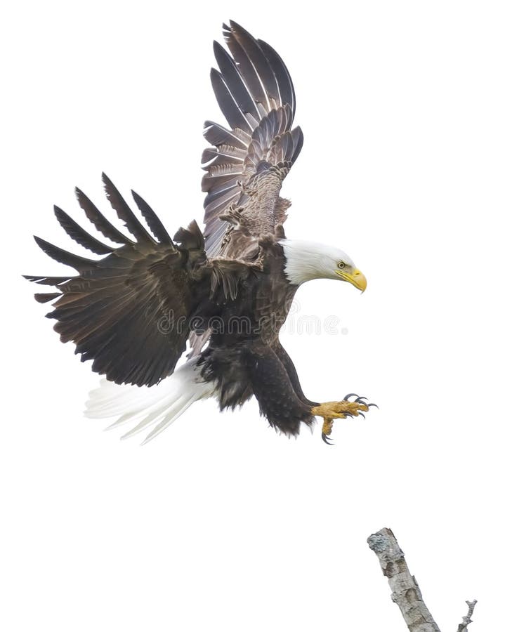 Majestic Texas Bald Eagle preparing to land on a tree branch. Majestic Texas Bald Eagle preparing to land on a tree branch